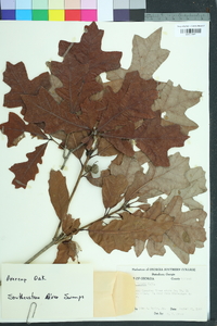 Quercus lyrata image