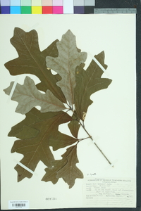 Quercus lyrata image