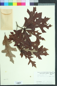 Quercus lyrata image