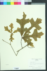 Quercus lyrata image