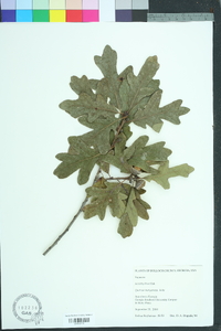 Quercus margarettae image