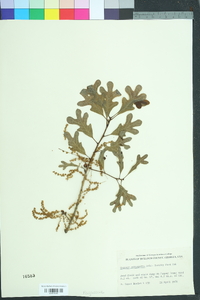 Quercus margarettae image