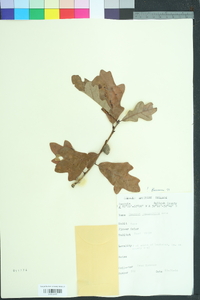 Quercus margarettae image