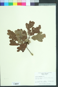 Quercus margarettae image