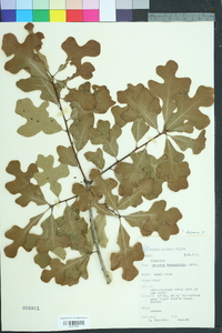 Quercus margarettae image