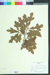 Quercus margarettae image