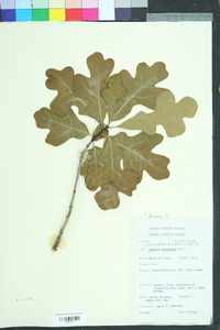 Quercus margarettae image