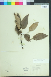 Quercus montana image