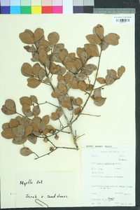 Quercus myrtifolia image