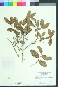 Quercus myrtifolia image