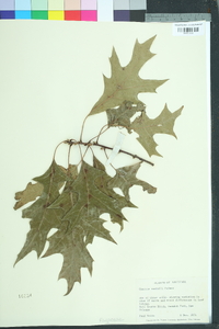 Quercus buckleyi image