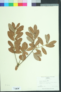 Quercus virginiana image