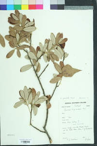 Quercus geminata image