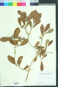 Quercus geminata image