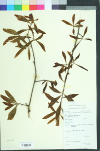 Quercus phellos image