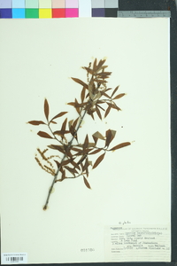 Quercus phellos image