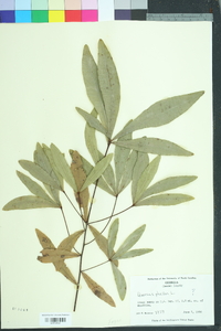 Quercus phellos image