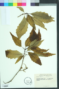 Quercus montana image