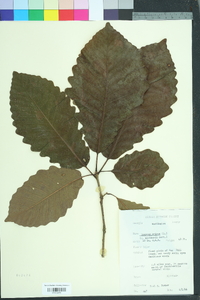 Quercus montana image