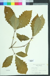 Quercus montana image