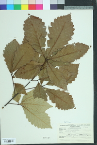 Quercus montana image