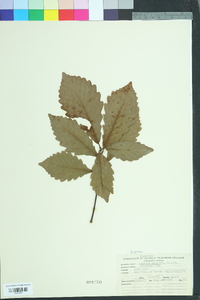 Quercus montana image