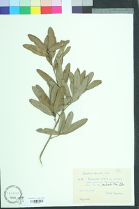 Quercus pumila image