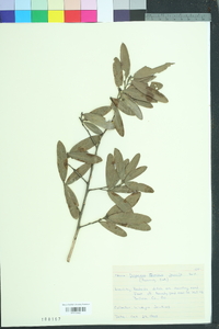 Quercus pumila image