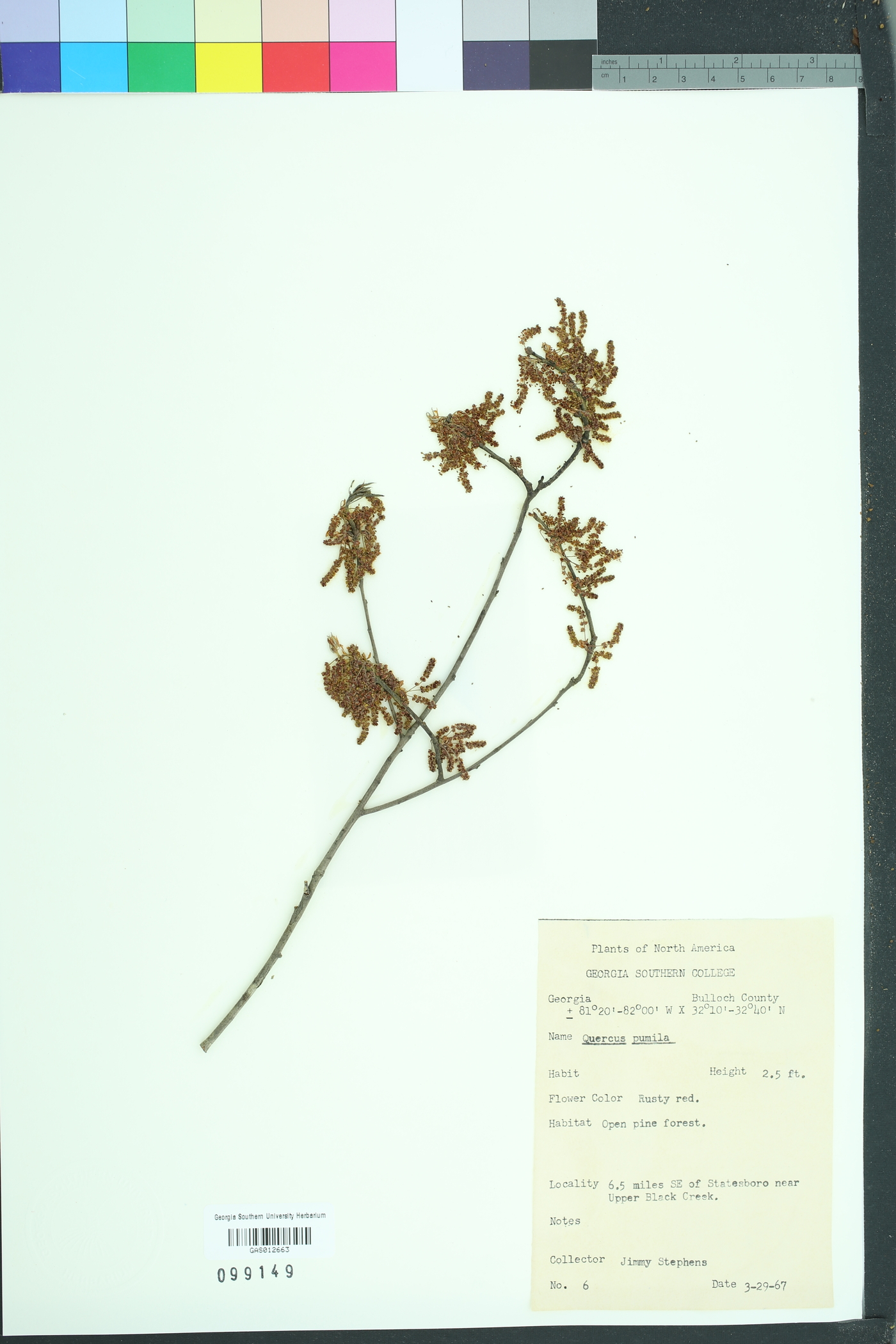 Quercus pumila image