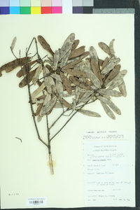 Quercus pumila image