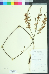 Quercus pumila image