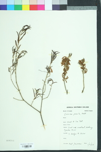 Quercus pumila image