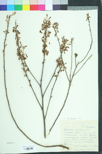 Quercus pumila image