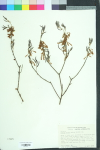 Quercus pumila image