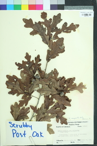 Quercus margarettae image