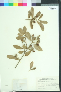 Quercus virginiana image