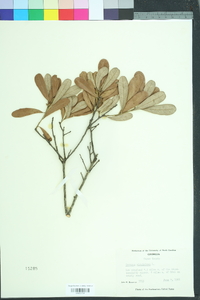 Quercus virginiana image