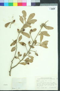 Quercus virginiana image