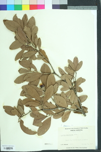 Quercus virginiana image