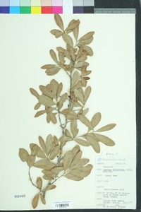 Quercus virginiana image