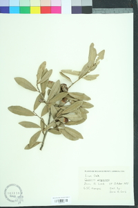 Quercus virginiana image