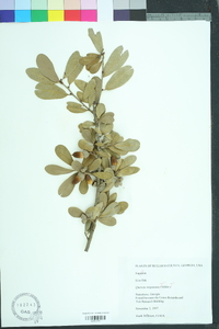 Quercus virginiana image