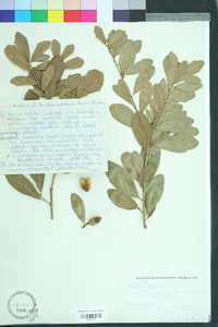 Quercus virginiana image