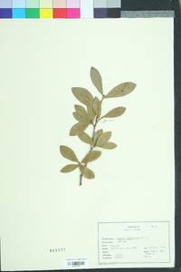 Quercus virginiana image