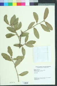 Quercus virginiana image