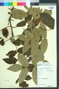 Juglans cinerea image