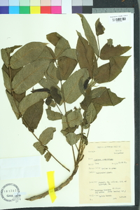 Juglans ailantifolia image