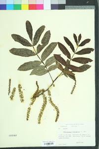 Pterocarya stenoptera image