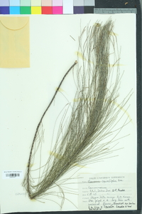 Casuarina equisetifolia image