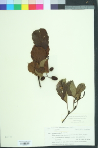 Alnus glutinosa image